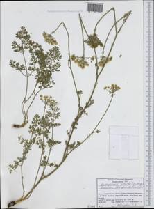 Katapsuxis silaifolia (Jacq.) Reduron, Charpin & Pimenov, Western Europe (EUR) (Greece)