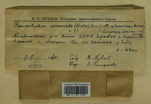 Lescuraea incurvata, Bryophytes, Bryophytes - European North East (B7) (Russia)