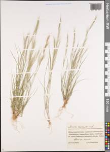 Aristida adscensionis L., Middle Asia, Northern & Central Tian Shan (M4) (Kazakhstan)