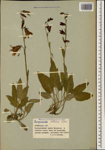 Campanula collina Sims, Caucasus, Armenia (K5) (Armenia)