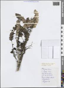 Rhinanthus serotinus var. vernalis (N.W.Zinger) Janch., Crimea (KRYM) (Russia)