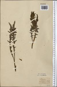 Pedicularis physocalyx Bunge, Middle Asia, Syr-Darian deserts & Kyzylkum (M7) (Uzbekistan)