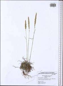 Koeleria glauca (Spreng.) DC., Eastern Europe, Central region (E4) (Russia)