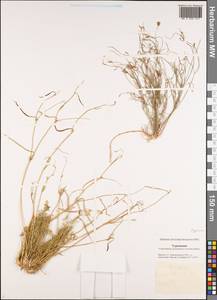 Hypecoum parviflorum Kar. & Kir., Middle Asia, Karakum (M6) (Turkmenistan)