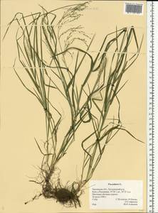 Poa palustris L., Eastern Europe, Central forest-and-steppe region (E6) (Russia)