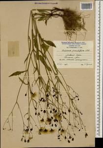 Lapsana communis subsp. grandiflora (M. Bieb.) P. D. Sell, Caucasus, South Ossetia (K4b) (South Ossetia)