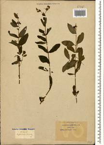 Hypericum hirsutum L., Caucasus, Krasnodar Krai & Adygea (K1a) (Russia)