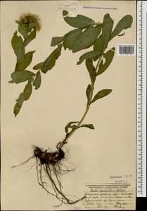 Pentanema orientale (Lam.) D. Gut. Larr., Santos-Vicente, Anderb., E. Rico & M. M. Mart. Ort., Caucasus, Stavropol Krai, Karachay-Cherkessia & Kabardino-Balkaria (K1b) (Russia)