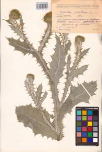 Onopordum acanthium L., Eastern Europe, Central forest-and-steppe region (E6) (Russia)