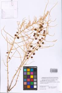 Asparagus inderiensis Blum ex Ledeb., Eastern Europe, Eastern region (E10) (Russia)