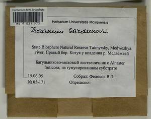 Dicranum bardunovii Tubanova & Ignatova, Bryophytes, Bryophytes - Krasnoyarsk Krai, Tyva & Khakassia (B17) (Russia)