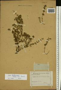 Thymus dubjanskyi Klokov & Des.-Shost., Eastern Europe, Middle Volga region (E8) (Russia)