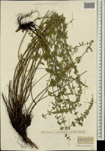 Clinopodium serpyllifolium subsp. fruticosum (L.) Bräuchler, Caucasus, Turkish Caucasus (NE Turkey) (K7) (Turkey)