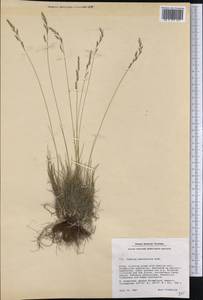 Festuca saximontana Rydb., America (AMER) (Greenland)