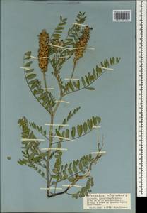 Astragalus uliginosus L., Mongolia (MONG) (Mongolia)