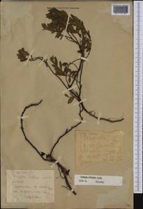 Chamaedaphne calyculata (L.) Moench, Siberia, Western Siberia (S1) (Russia)