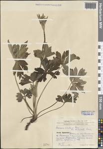 Eriocapitella rivularis (Buch.-Ham. ex DC.) Christenh. & Byng, South Asia, South Asia (Asia outside ex-Soviet states and Mongolia) (ASIA) (China)