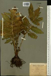 Cirsium oleraceum (L.) Scop., Eastern Europe, North Ukrainian region (E11) (Ukraine)