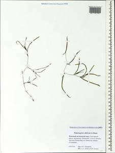 Potamogeton sibiricus A.Benn., Eastern Europe, Northern region (E1) (Russia)