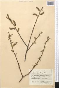 Salix pycnostachya Anderss., Middle Asia, Western Tian Shan & Karatau (M3) (Kyrgyzstan)