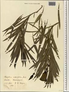Cascabela thevetia (L.) H. Lippold, Africa (AFR) (Mali)