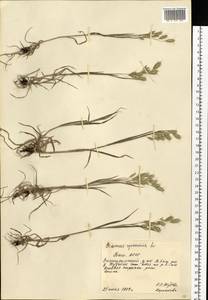 Bromus squarrosus L., Eastern Europe, Eastern region (E10) (Russia)