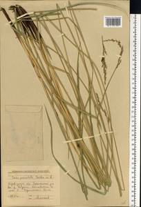 Carex paniculata L., Eastern Europe, South Ukrainian region (E12) (Ukraine)