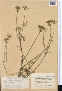 Orlaya grandiflora (L.) Hoffm., Western Europe (EUR) (Bulgaria)