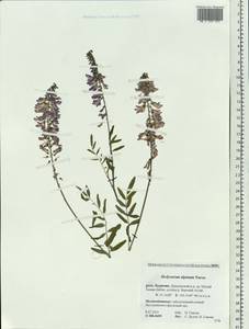 Hedysarum alpinum L., Siberia, Baikal & Transbaikal region (S4) (Russia)