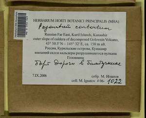 Pogonatum contortum (Menzies ex Brid.) Lesq., Bryophytes, Bryophytes - Russian Far East (excl. Chukotka & Kamchatka) (B20) (Russia)