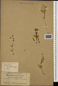 Cerastium multiflorum C. A. Mey., Caucasus (no precise locality) (K0)