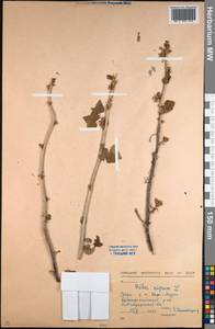 Ribes nigrum L., Middle Asia, Northern & Central Kazakhstan (M10) (Kazakhstan)