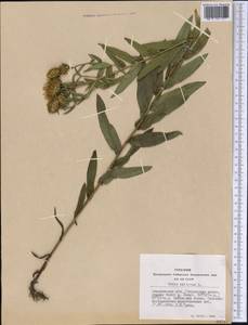 Pentanema salicinum (L.) D. Gut. Larr., Santos-Vicente, Anderb., E. Rico & M. M. Mart. Ort., Siberia, Altai & Sayany Mountains (S2) (Russia)