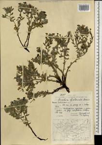 Arnebia fimbriata Maxim., Mongolia (MONG) (Mongolia)