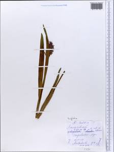 Dactylorhiza, Eastern Europe, Moscow region (E4a) (Russia)