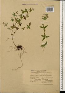 Galium valantioides M.Bieb., Caucasus, Stavropol Krai, Karachay-Cherkessia & Kabardino-Balkaria (K1b) (Russia)