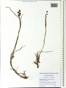 Scheuchzeria palustris L., Eastern Europe, North-Western region (E2) (Russia)