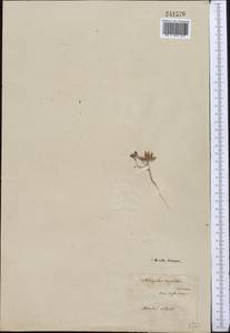 Astragalus oxyglottis Stev. ex M. Bieb., Middle Asia, Karakum (M6) (Turkmenistan)