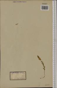 Genista sylvestris subsp. dalmatica (Bartl.)H.Lindb., Western Europe (EUR) (Croatia)