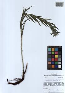 Lithospermum officinale L., Siberia, Altai & Sayany Mountains (S2) (Russia)