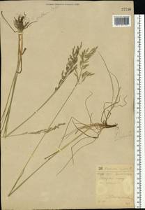 Festuca rubra L., Eastern Europe, South Ukrainian region (E12) (Ukraine)
