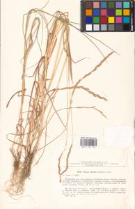 Elymus fibrosus (Schrenk) Tzvelev, Eastern Europe, Moscow region (E4a) (Russia)