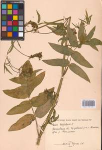 Sium latifolium L., Eastern Europe, North Ukrainian region (E11) (Ukraine)
