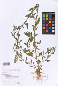 Chenopodium, Eastern Europe, Central region (E4) (Russia)