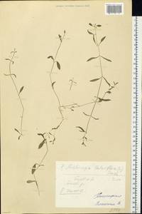 Moehringia lateriflora (L.) Fenzl, Eastern Europe, Eastern region (E10) (Russia)