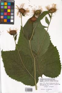 Telekia speciosa (Schreb.) Baumg., Eastern Europe, Moscow region (E4a) (Russia)
