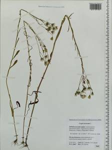 Crepis tectorum L., Siberia, Baikal & Transbaikal region (S4) (Russia)