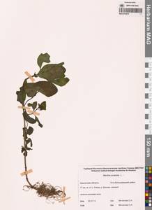 Mentha arvensis L., Siberia, Chukotka & Kamchatka (S7) (Russia)