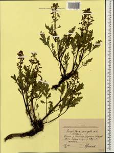 Scrophularia variegata M. Bieb., Caucasus, Stavropol Krai, Karachay-Cherkessia & Kabardino-Balkaria (K1b) (Russia)