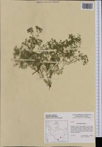 Scleranthus annuus L., Western Europe (EUR) (Germany)